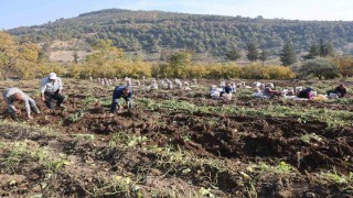 Kuraklık nedeniyle verimin yarı yarıya düştüğü tatlı patateste son hasat yapıldı