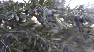 Kuraklık zeytin hasadında yağ verimini olumsuz etkiledi