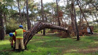 Kuruyan, risk oluşturan ve devrilen ağaçlar tespit ediliyor