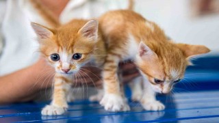 Kuşadası Belediyesi Veteriner İşleri Müdürlüğünden ‘mikroçip taktırın uyarısı