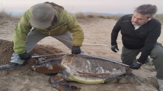 Kuşadasında son bir haftada 3 deniz kaplumbağası ölü bulundu