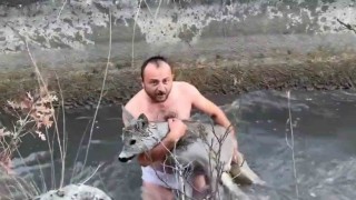 Kütahyada su kanalına düşen karaca kurtarıldı