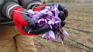 Malatyada gramı 600 TL olan safran yok satıyor