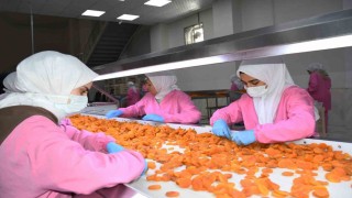 Malatyada kuru kayısıda 11 ayda 275 milyon dolar gelir elde edildi