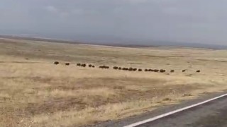 Malazgirtte domuz sürüsü görüntülendi