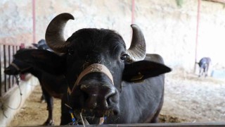 Mandadan gelen altın lezzet