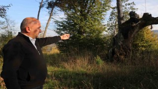 Maneviyat merkeziydi, otluk alana döndü: Mezarlıktan geriye çürümüş ağaç kaldı