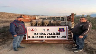 Manisada çalınan koyunlar, jandarma tarafından bulundu