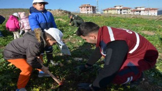 Manisada yanan alanlara 100 bininci fidan dikildi