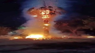 Mardinde 15 yıllık palmiye ağacını ateşe verdiler