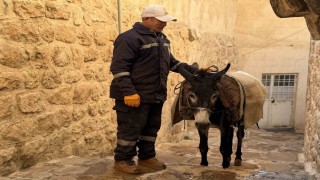 Mardinde kadrolu eşekleri emekli edecek proje hayata geçiyor