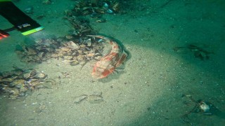 Marmara Denizinin ekolojik yapısı mercek altında