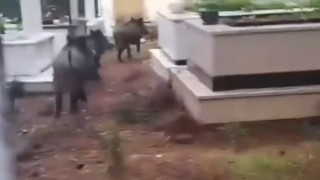 Marmariste domuz istilası sürüyor: Yeni adres mezarlıklar