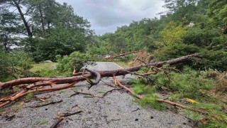 Menteşe Akbükte şiddetli yağış ve rüzgar etkili oldu