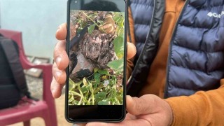 Merhametli çiftçi, yılların emeğine kemirerek zarar veren tavşanları Bunlar şimdi hazırlanıyor, Doğanın fidanını nasıl yiyeceğim diye düşünüyor diyerek elleriyle yakaladı