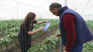 Mersinde örtü altı üreticiye sera ipi ve tuzak desteği