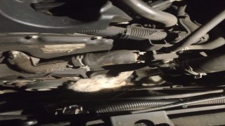 Minibüsün motoruna sıkışan kedi kurtarıldı