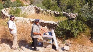 Muğlada kovan barınakları tekrar ayağa kaldırılıyor