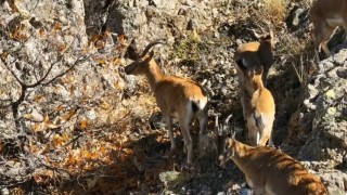 Munzurun sarp kayalıklarında yaban keçileri