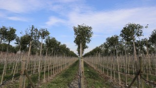Muradiye Fidanlığı geleceğe nefes olmaya devam ediyor