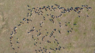 Muşta kar yağmayınca yem giderleri azaldı