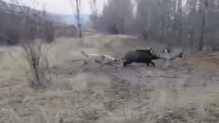 Muşta yaban domuzu ile çoban köpeklerinin kovalamacası kamerada