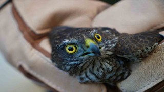 Muşta yaralı halde bulunan atmaca tedavi altına alındı