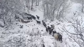 Muşun yüksek rakımlı köylerde kar etkili oldu, besiciler zor anlar yaşadı