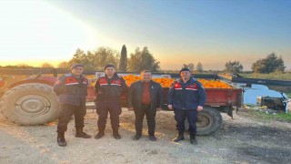 Nazillide 1,5 tonluk portakal hırsızlığı jandarmaya takıldı