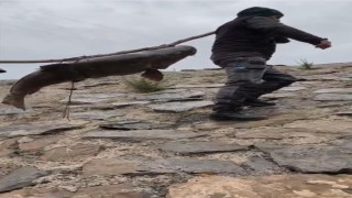 Nehirde yakalanan 60 kiloluk dev turna balığını, çam sırığına bağlayıp taşıdılar