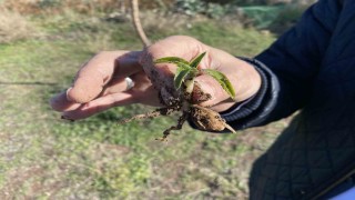 Nesli tükenme tehlikesi altında olan salep Eskişehirde yeniden hayat buluyor