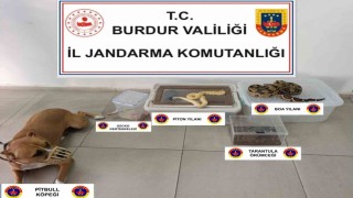 Operasyon yapılan ev hayvanat bahçesi gibi çıktı