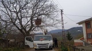 Orduda elektrik tellerine temas eden ağaç dalları kesildi