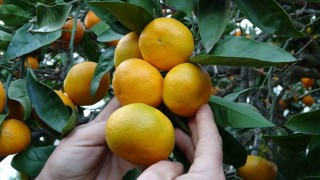 Orduda narenciye hasadı başladı