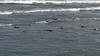 Orduda yaban ördekleri şöleni: 11 kuşluk sürü görüntülendi