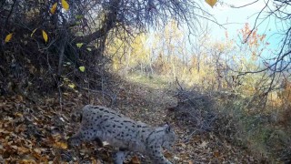 Ormanın Hayaleti vaşak Erzincanda görüntülendi