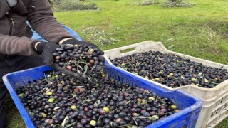 Orta Sakarya Vadisindeki mikroklima etkisine sahip Osmanelinde zeytinler hasat sona erdi
