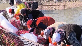 Osmaniye Kadirlide turp mesaisi: Soğuk suda ekmek mücadelesi
