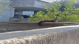 Osmaniye sokaklarında nadir misafir: Sansar güneşlenirken görüntülendi