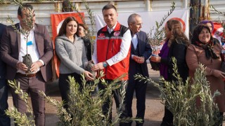 Osmaniye’de Çiftçilere Hibeli Zeytin Fidanı Dağıtıldı