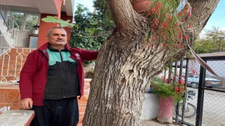 Osmaniyede dut gövdesinden incir çıktı: Dut ağacının gövdesinde yetişip meyve veren incir ağacı şaşırttı