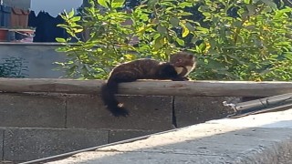 Osmaniye’de Güneşlenen Sansar Kameraya Yansıdı