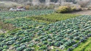 Osmaniyede lahana hasadı yapıldı