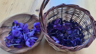 Osmaniye’de Safran Üretimi Yükselişte