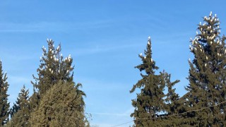 Osmaniye’de Sığır Balıkçıllarının Kış Konaklaması Görsel Şölen Sunuyor