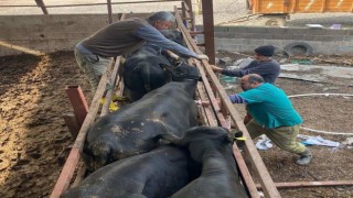 Osmaniye’de Sonbahar Aşılama Çalışmaları Hızlandı