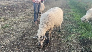 Osmaniye’de Yer Fıstığı Yaprakları Hayvan Yemine Dönüşüyor