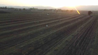 Osmaniyenin altın ürünü yer fıstığı, hayvan yemi olarak da değerlendiriliyor