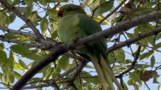 Pakistan papağanları adliye bahçesini mesken tuttu