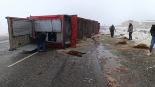 Patnosta hayvan yüklü tır devrildi: 10 küçükbaş telef oldu